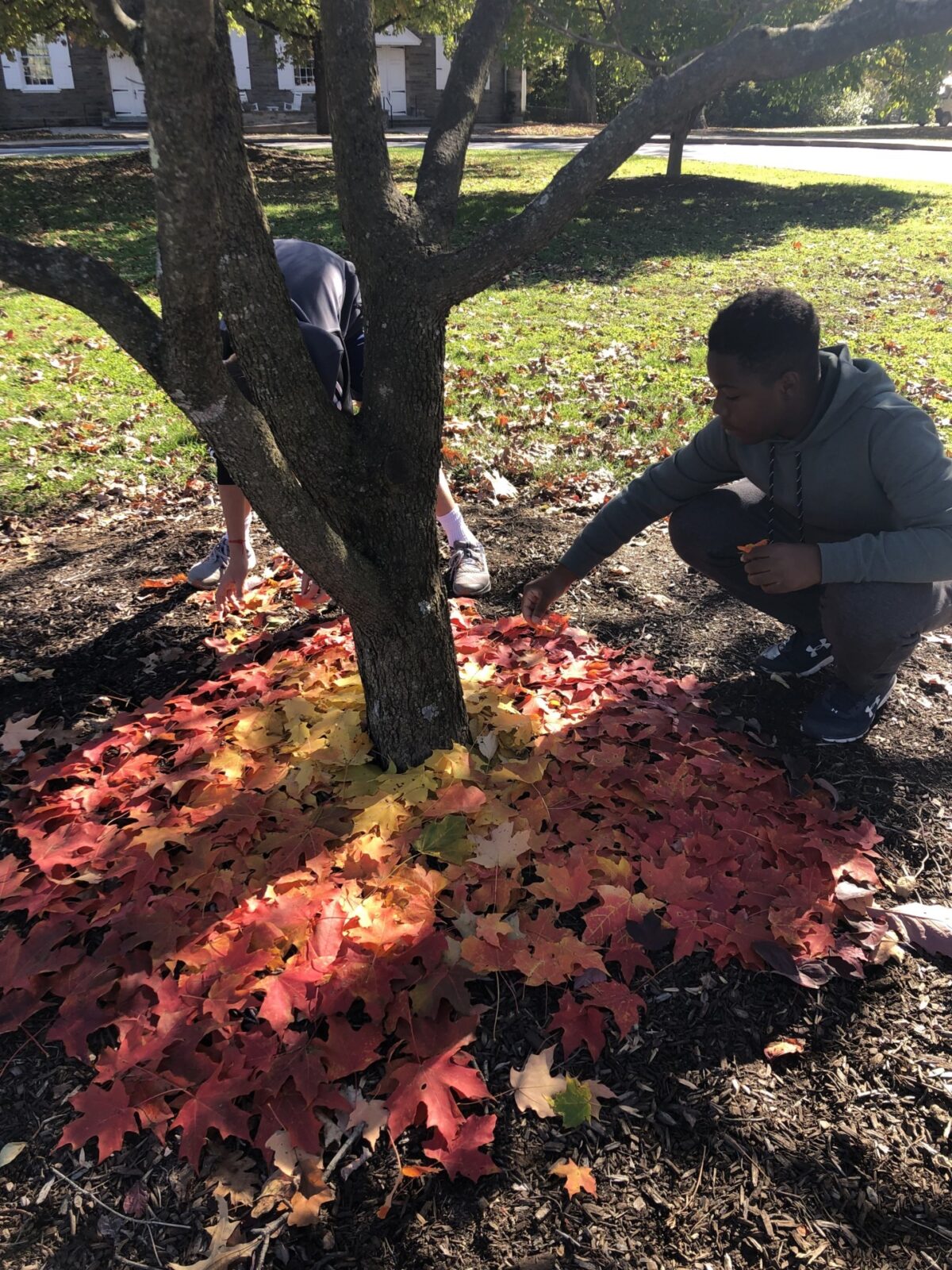 students putting leaves around tree