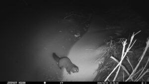 American Mink captured on Westtown Trail Camera