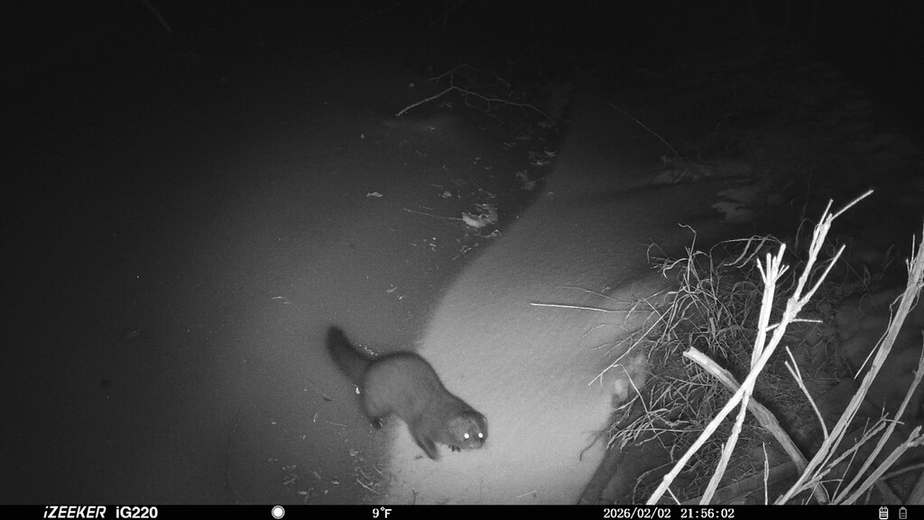 American Mink captured on Westtown Trail Camera